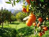 Rows of green trees with oranges hanging on branches in the front. In the back you see mountains. Our Micronutrients are essential ingredients in agricultural markets. 