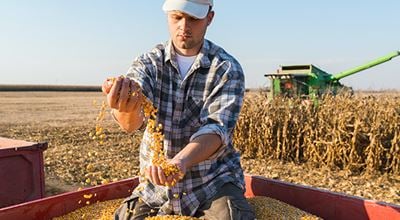 Farmer sitting in big pil of corn