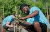 Individuals planting trees