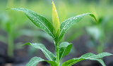 Launching Adsee® Flex 960, an advanced tank mix adjuvant for enhanced crop performance